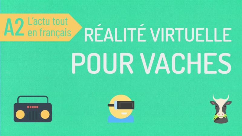 La réalité virtuelle pour les vaches