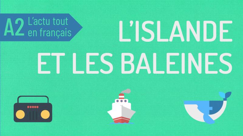 La chasse aux baleines en Islande