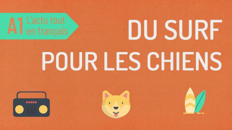 Une compétition de surf pour les chiens