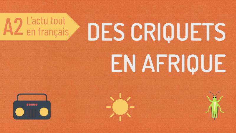 Des criquets en Afrique